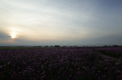 2015/11/01_夕暮れの吹上コスモス畑