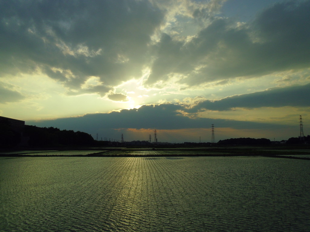 2017/06/10_水田に西日