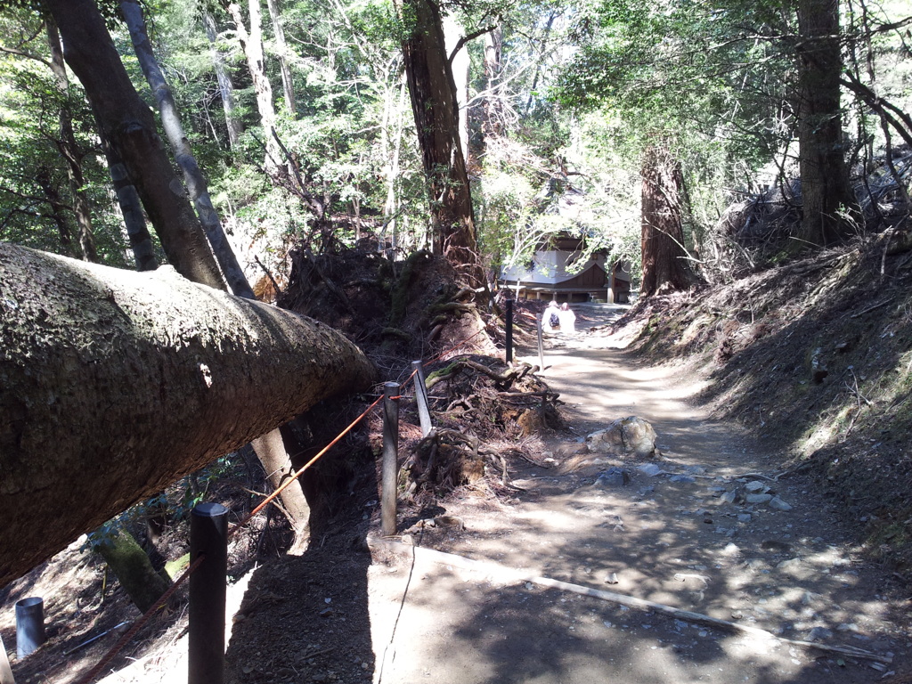 2019/04/13_鞍馬寺 奥の院参道の倒木