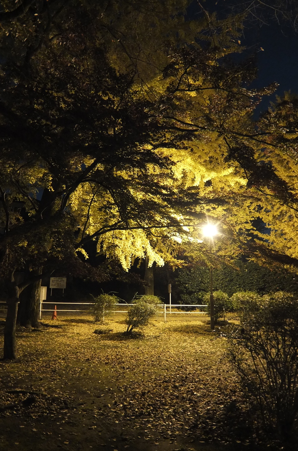 2014/11/24_夜の別所沼公園