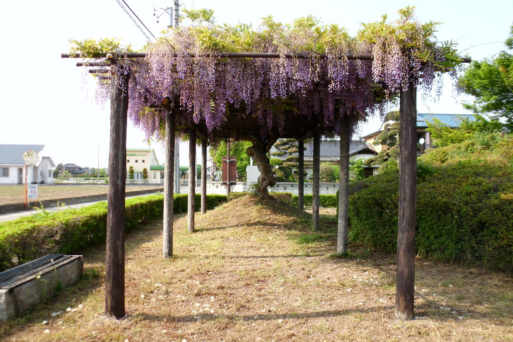 2014/05/03_藤棚