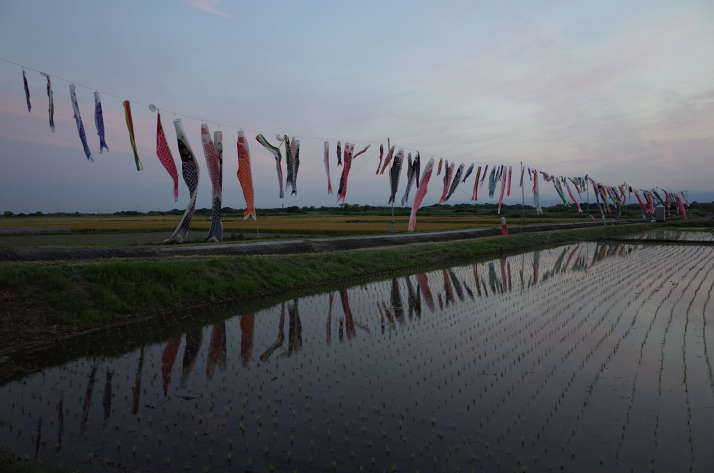 2015/05/24_夕空と水田に鯉のぼり