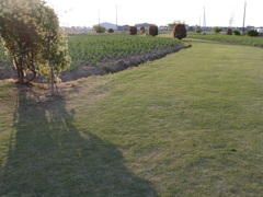 2017/05/05_花のオアシス