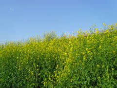 2017/04/16_菜の花と青空