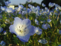 2017/04/23_花の丘農林公苑のネモフィラ