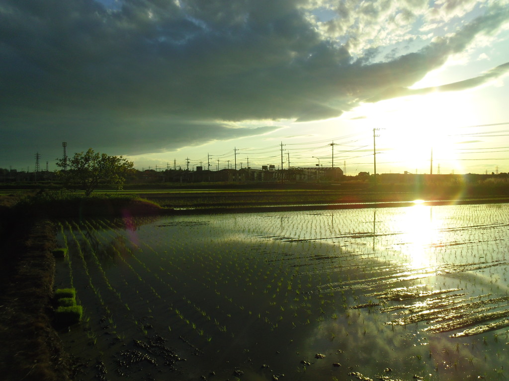 2017/06/04_西日を浴びる水田に雲