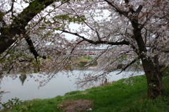 2015/04/04_元荒川の桜