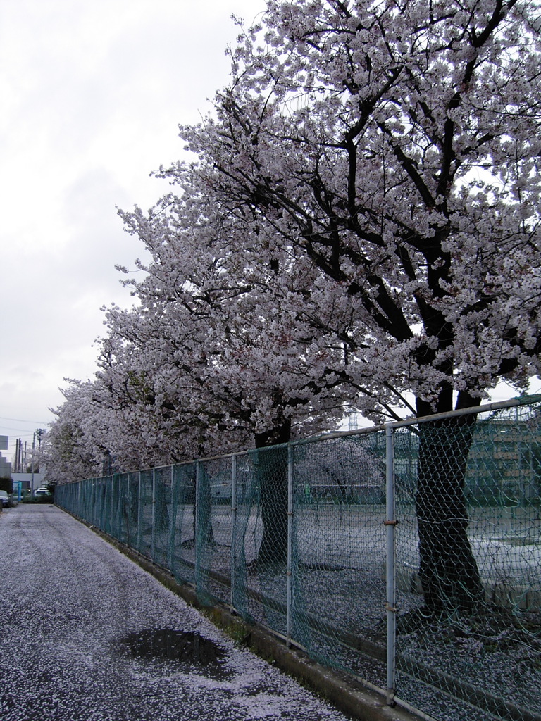 2017/04/09_曇天の桜