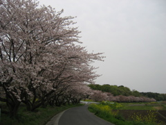 2016/04/10_見沼代用水の桜と菜の花