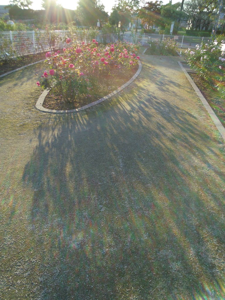 2016/10/15_伊奈バラ園