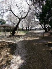 2019/04/06_氷川児童公園の桜