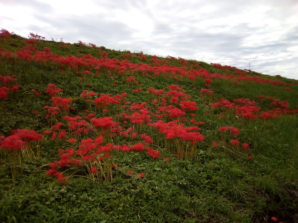 2018/09/22_越辺川土手の彼岸花