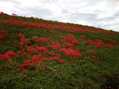2018/09/22_越辺川土手の彼岸花