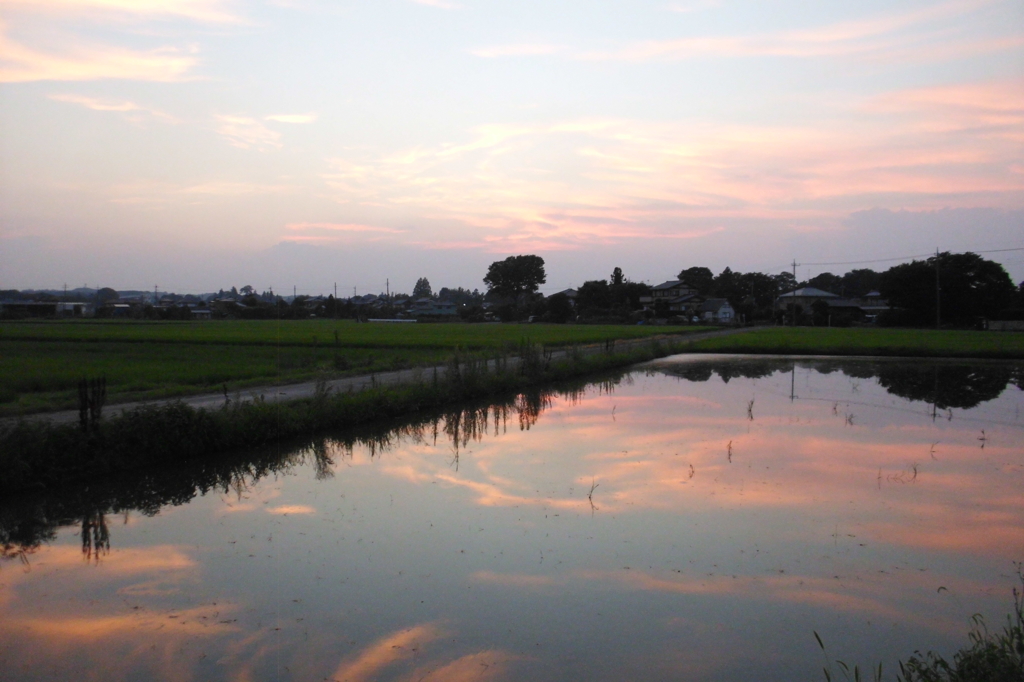 2015/07/25_水田の夕暮れ