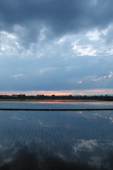 2016/06/26_水田の夕暮れ