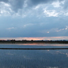 2016/06/26_水田の夕暮れ