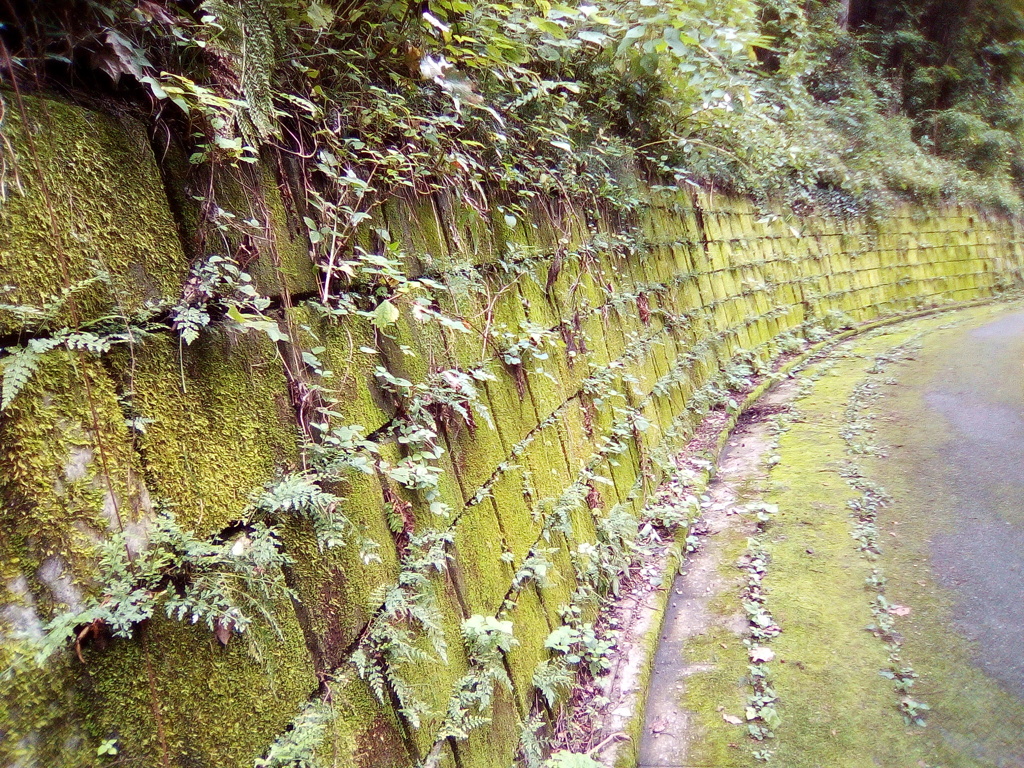 2018/09/24_苔むした林道