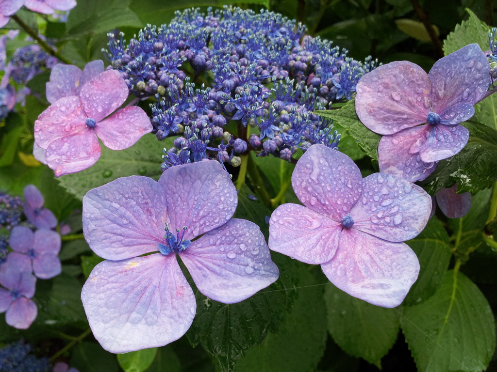 2016/07/17_高松公園の紫陽花