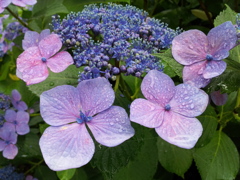 2016/07/17_高松公園の紫陽花