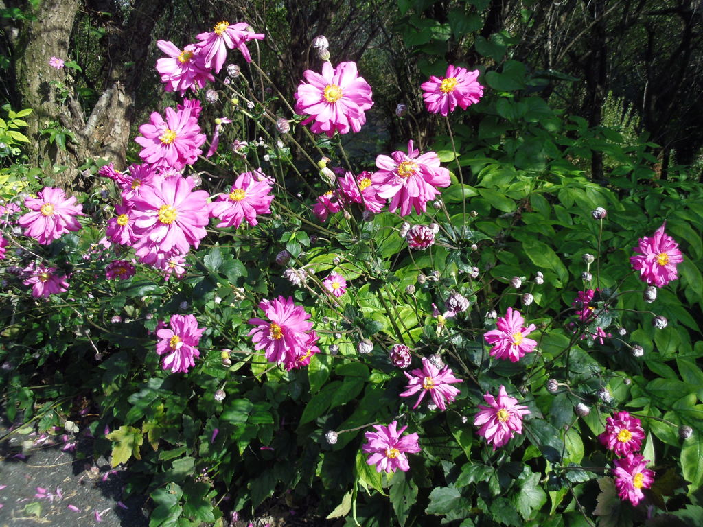 2017/10/09_外秩父山中の秋明菊