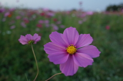 2014/10/18_コスモス畑