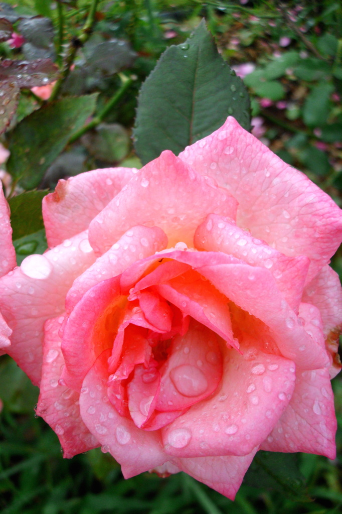 2014/06/29_雨上がりの伊奈バラ園