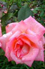 2014/06/29_雨上がりの伊奈バラ園