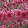 2015/03/29_紅梅