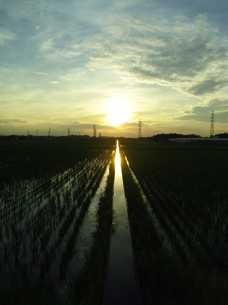 2017/07/02_水田の夕暮れ