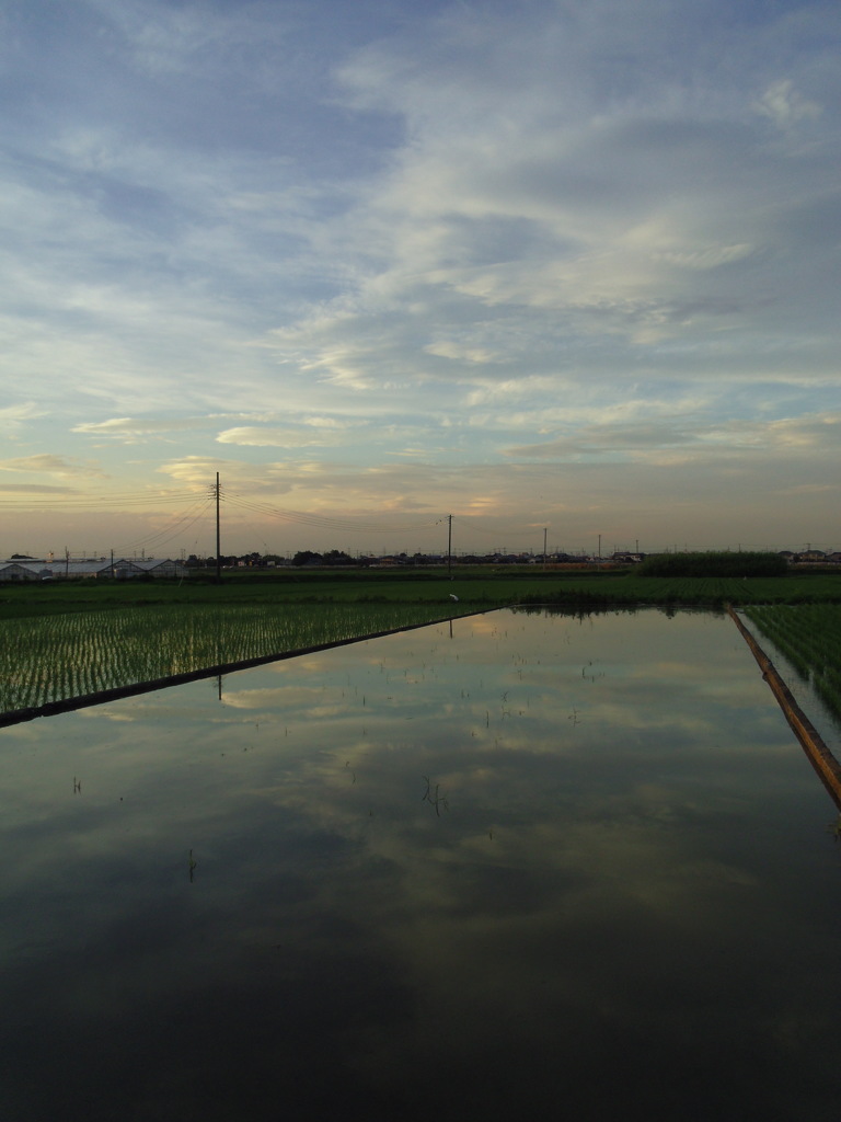 2017/07/02_水田の夕暮れ