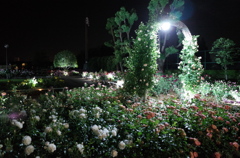 2015/05/17_夜の伊奈バラ園