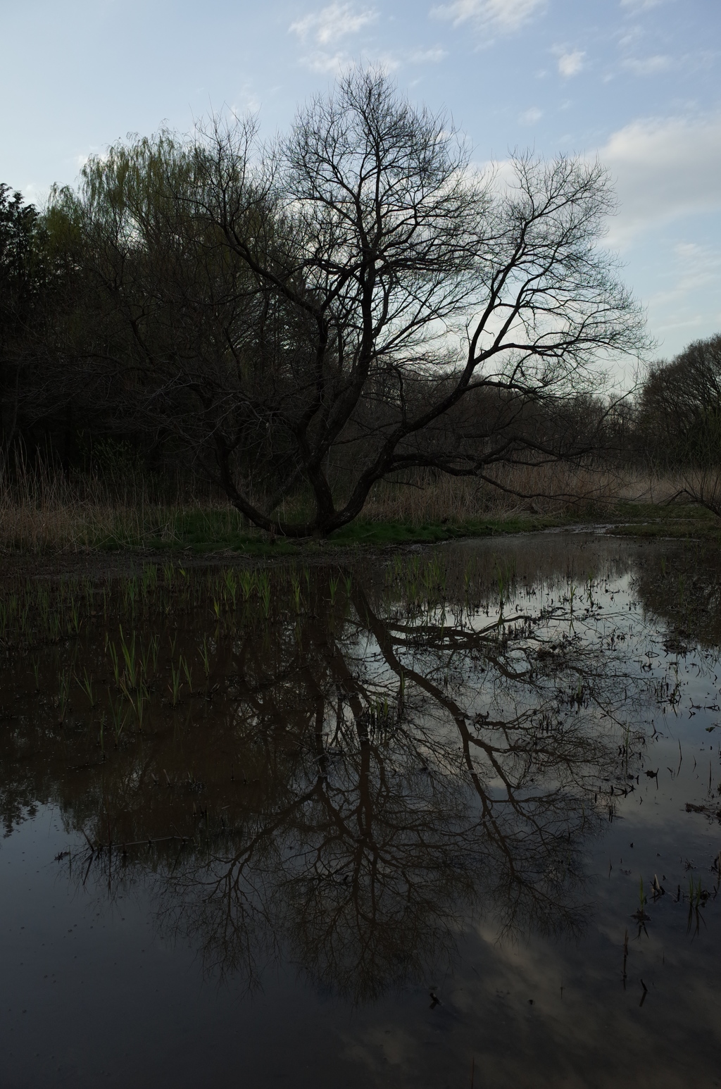 2016/03/26_北本自然観察公園