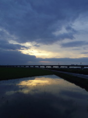 2016/07/23_水田の夕暮れ