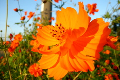 2015/09/22_キバナコスモス