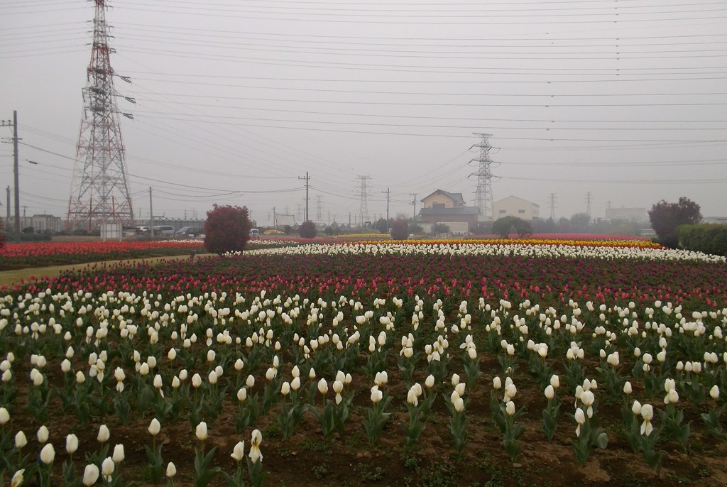 2016/04/10_花のオアシス