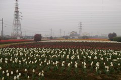 2016/04/10_花のオアシス