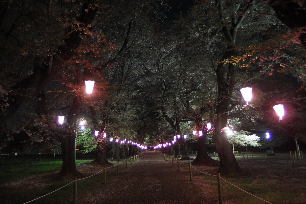 2016/04/10_小室無線山の夜桜