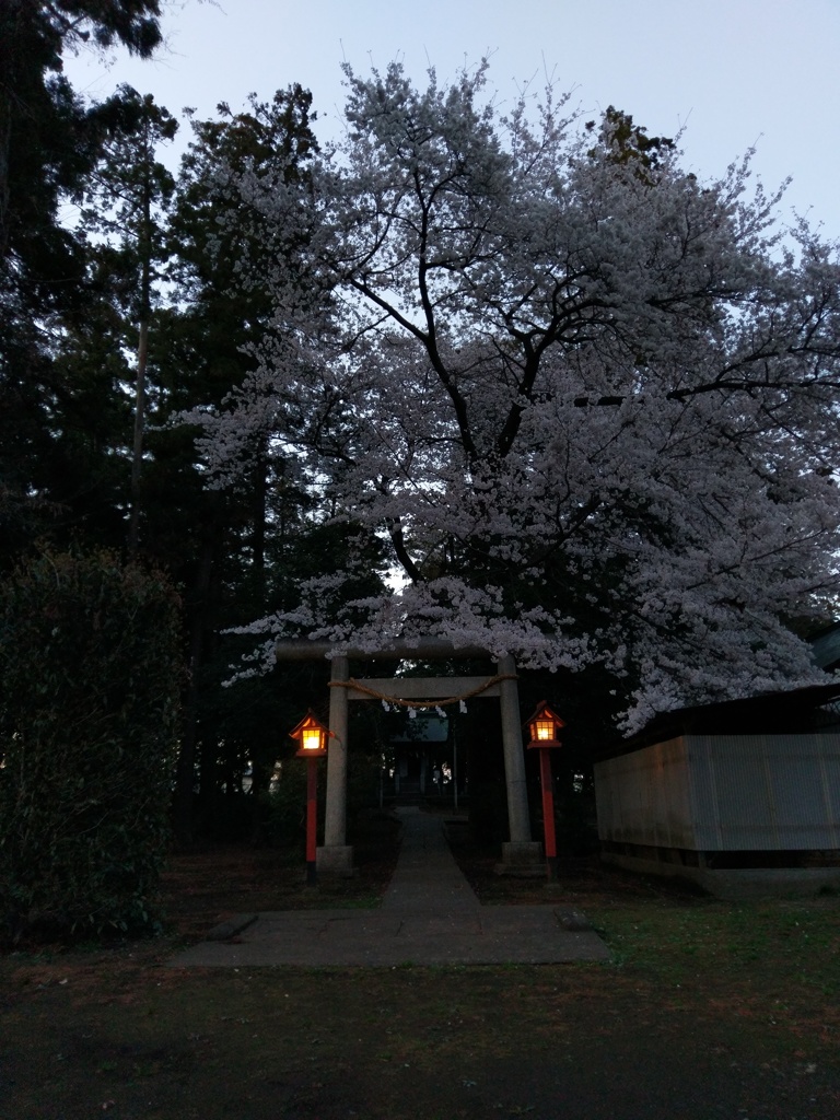2019/03/31_伊奈崇霊社の夕暮れ桜