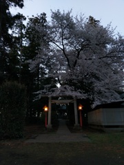 2019/03/31_伊奈崇霊社の夕暮れ桜