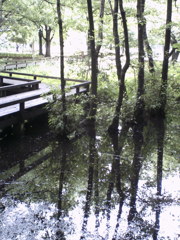 2015/07/05_伊奈町制施行記念公園
