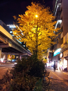 2014/12/09_夜の街路樹