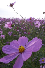 2015/11/01_吹上のコスモス畑