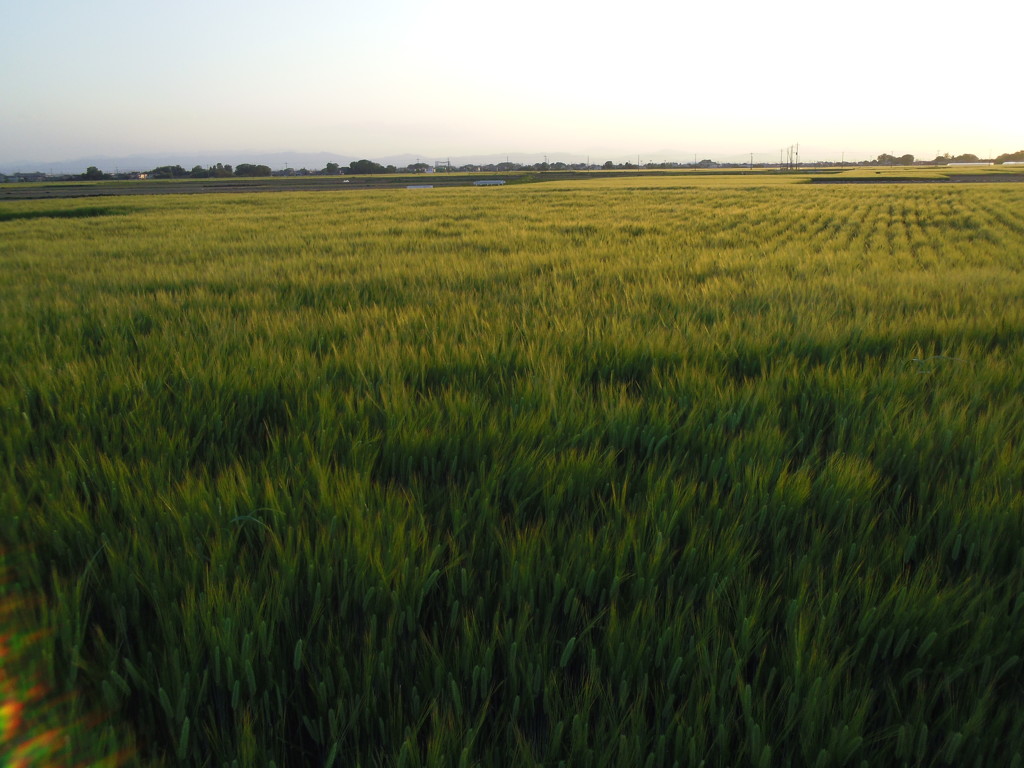 2017/05/05_麦畑