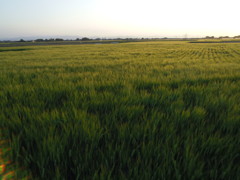 2017/05/05_麦畑