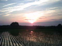 2015/05/24_水田に夕日