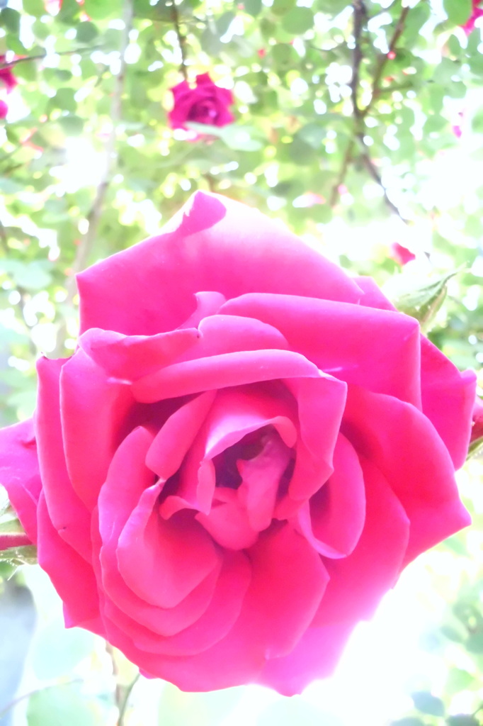 2014/05/18_平成の森公園の薔薇