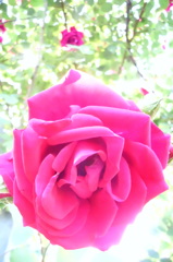 2014/05/18_平成の森公園の薔薇