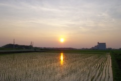 2015/07/12_水田の夕暮れ