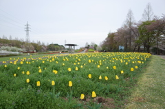 2016/04/09_花の丘農林公苑のチューリップ
