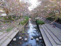 2017/04/16_元荒川の桜